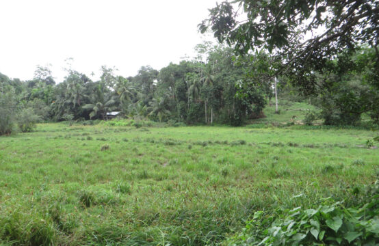 Paddy field view property for sale