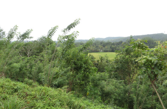 Development land for sale with paddy field view