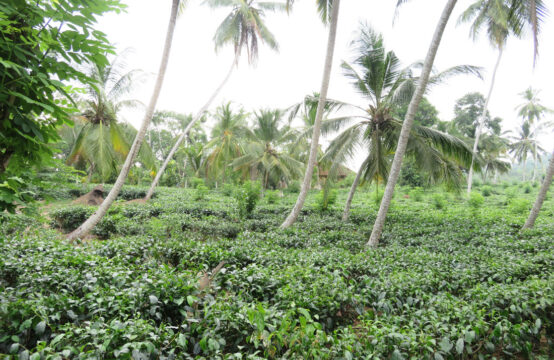 Small tea plantation for sale in a tranquil location