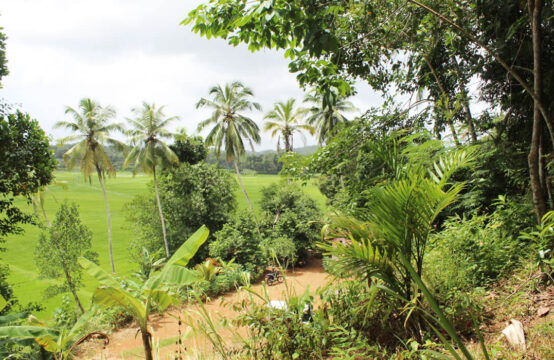 Land for sale with paddy field view