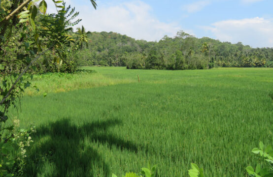 Development land for sale overlooking paddy field