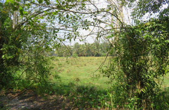Development land with paddy filed view