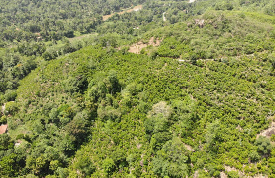 Cinnamon plantation for sale 38 Acres