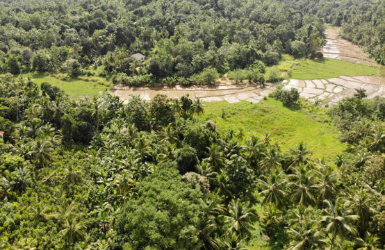 Cinnamon land for sale 4.5 Acre