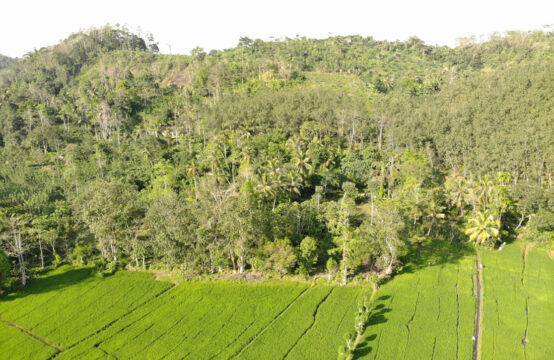 Expansive Property with Stunning Paddy Field Views Near Baddegama