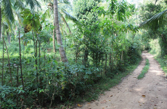 Coconut plantation for sale 5 Acres