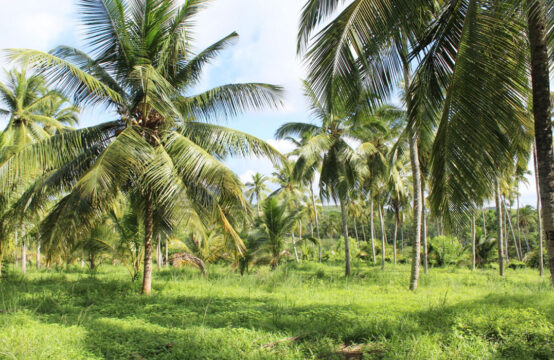 Coconut plantation (50 Acres) for sale