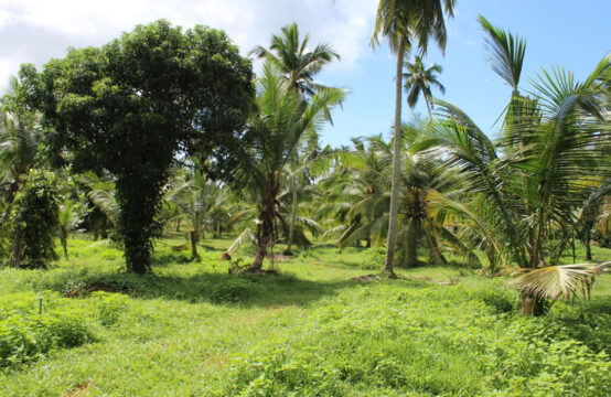 Coconut plantation for sale (34 Acres)