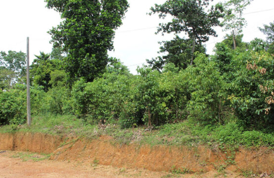 Small Cinnamon plantation for sale