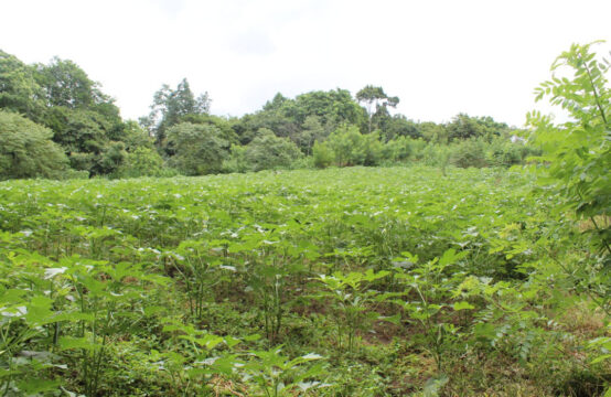 Land for sale 14 acres