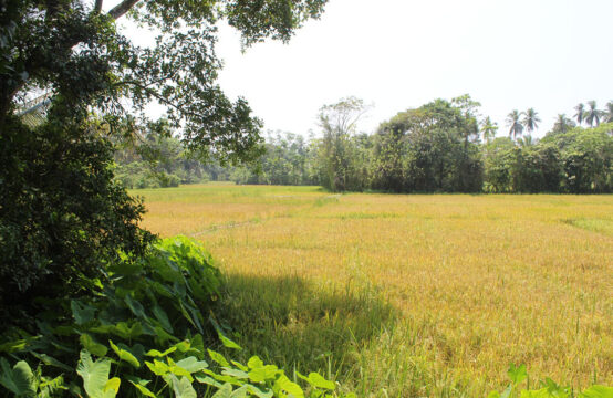 Land for development &#8211; 1.3 Acres