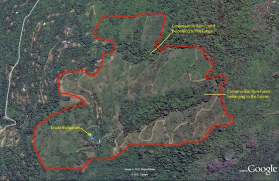 Stunning 150-Acre Tea Estate in Sri Lanka &#8211; Northwestern Province