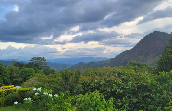 28-Acre Tea Estate for Sale – Kandy District, Near Knuckles