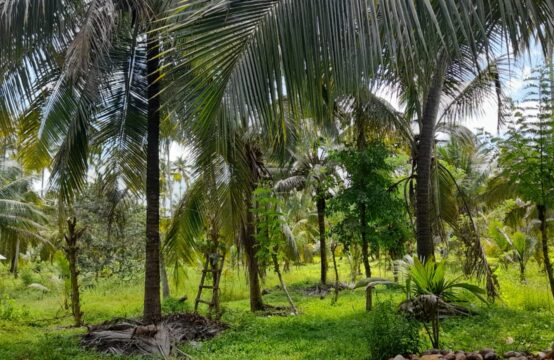 11-Acre Cultivated Land for Sale  – Ideal for Eco-Tourism or Agriculture