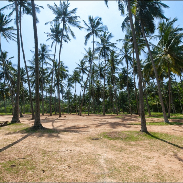 Row of tall palm trees in a sunny, dry clearing with shadows stretching across the dirt ground.