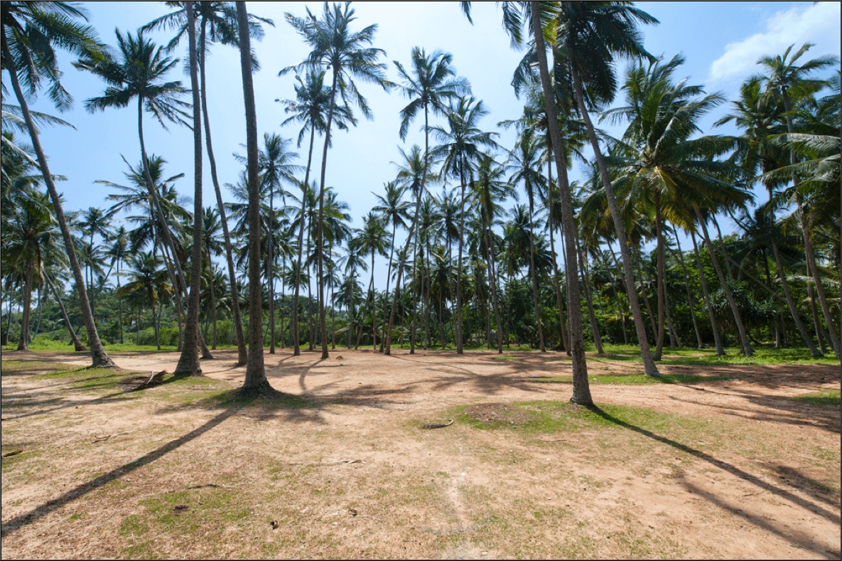 Row of tall palm trees in a sunny, dry clearing with shadows stretching across the dirt ground.