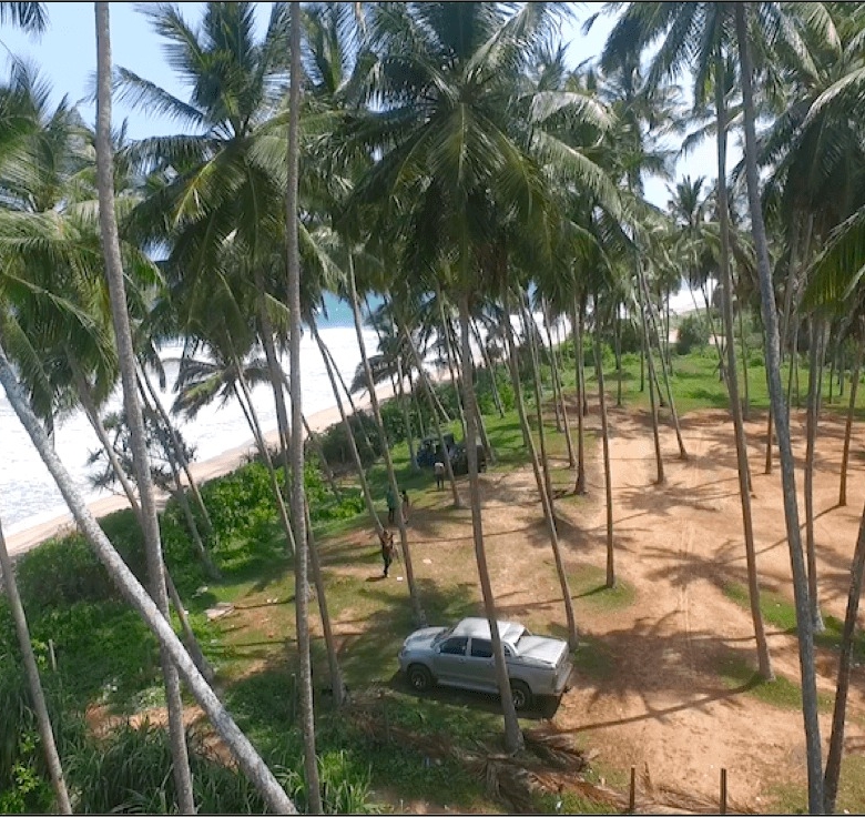 Beach scene with many tall palm trees, sandy ground, and a silver pickup truck parked among them.