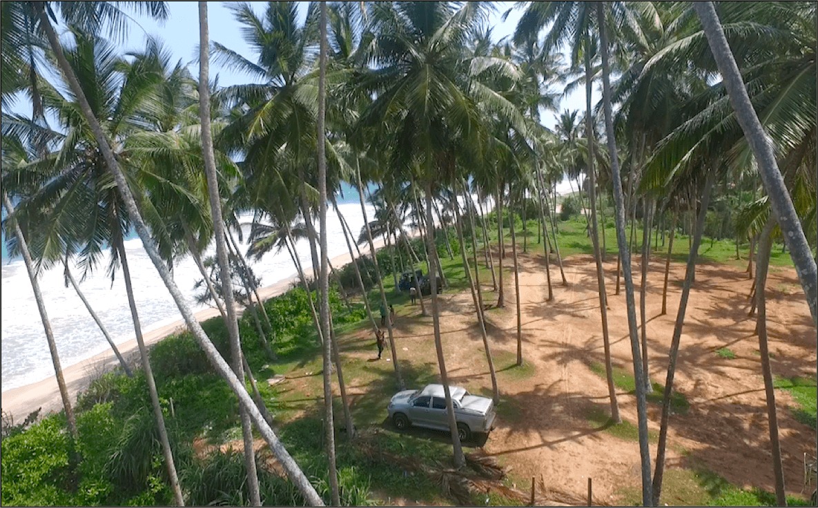 Beach scene with many tall palm trees, sandy ground, and a silver pickup truck parked among them.